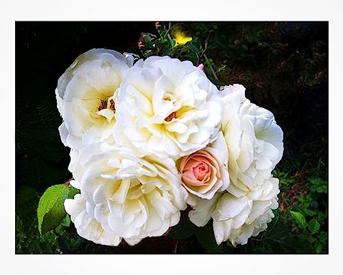 Antique Climbing Rose Starter Size O413919