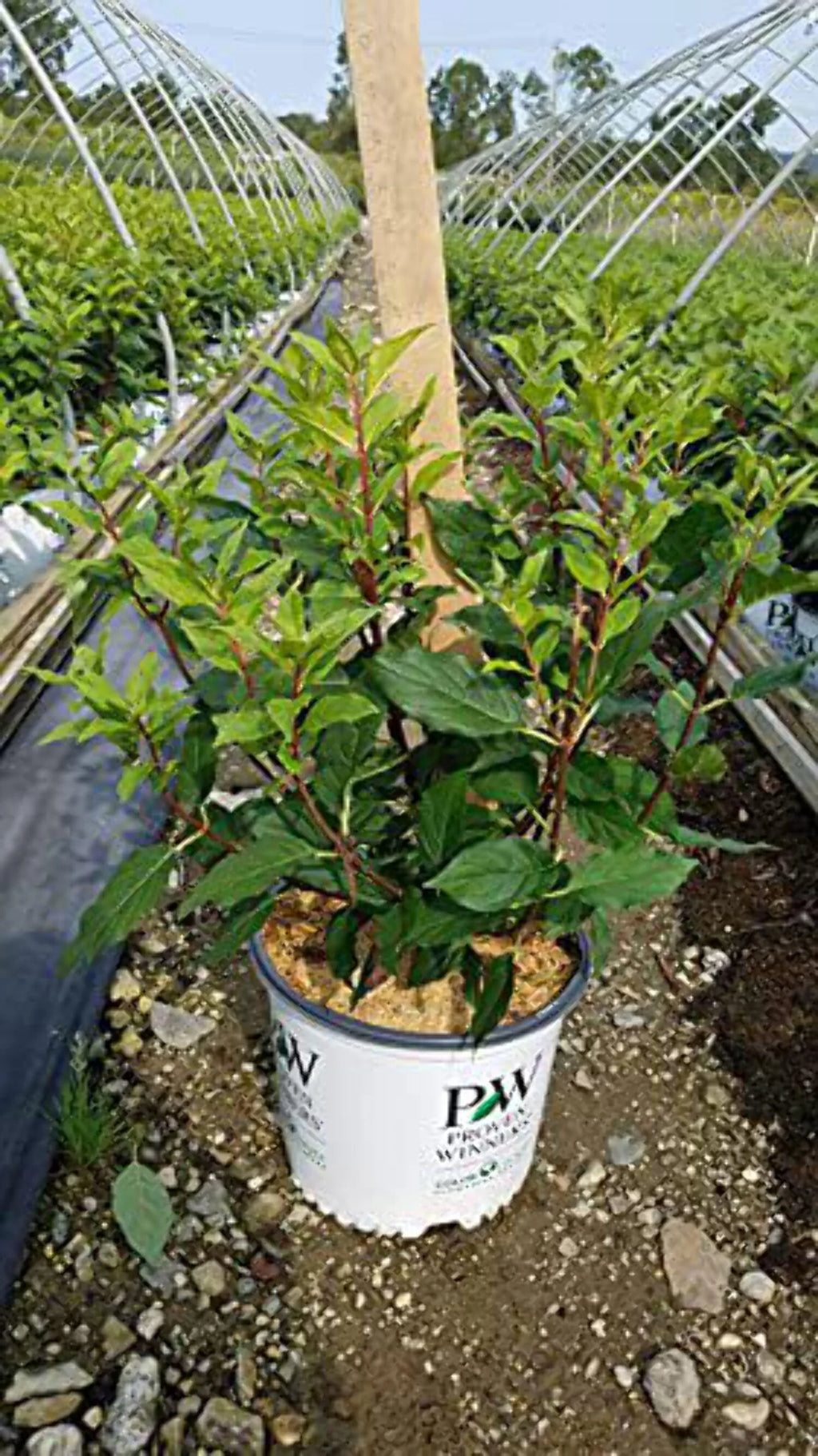 Panicle Hydrangea R574151