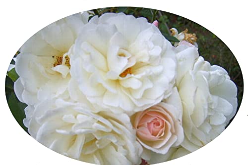 Antique Climbing Rose Starter Size O413919