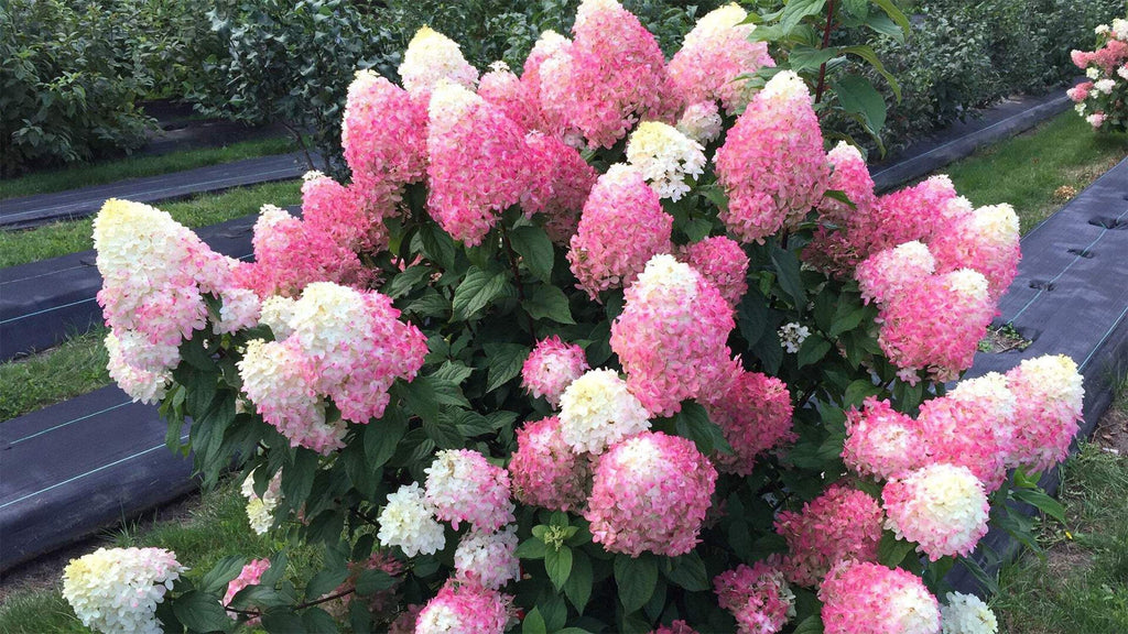 Panicle Hydrangea R574151