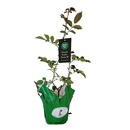 Antique Climbing Rose Starter Size O413919