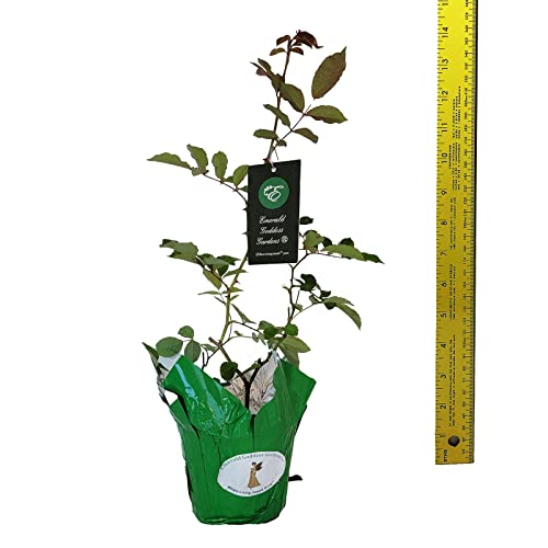 Antique Climbing Rose Starter Size O413919