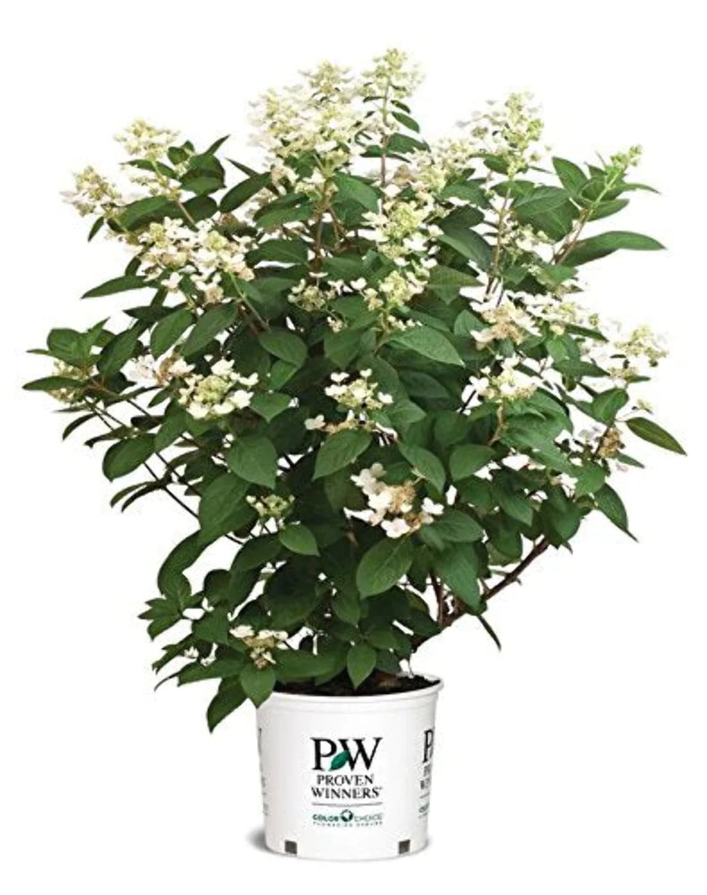 Panicle Hydrangea R574151