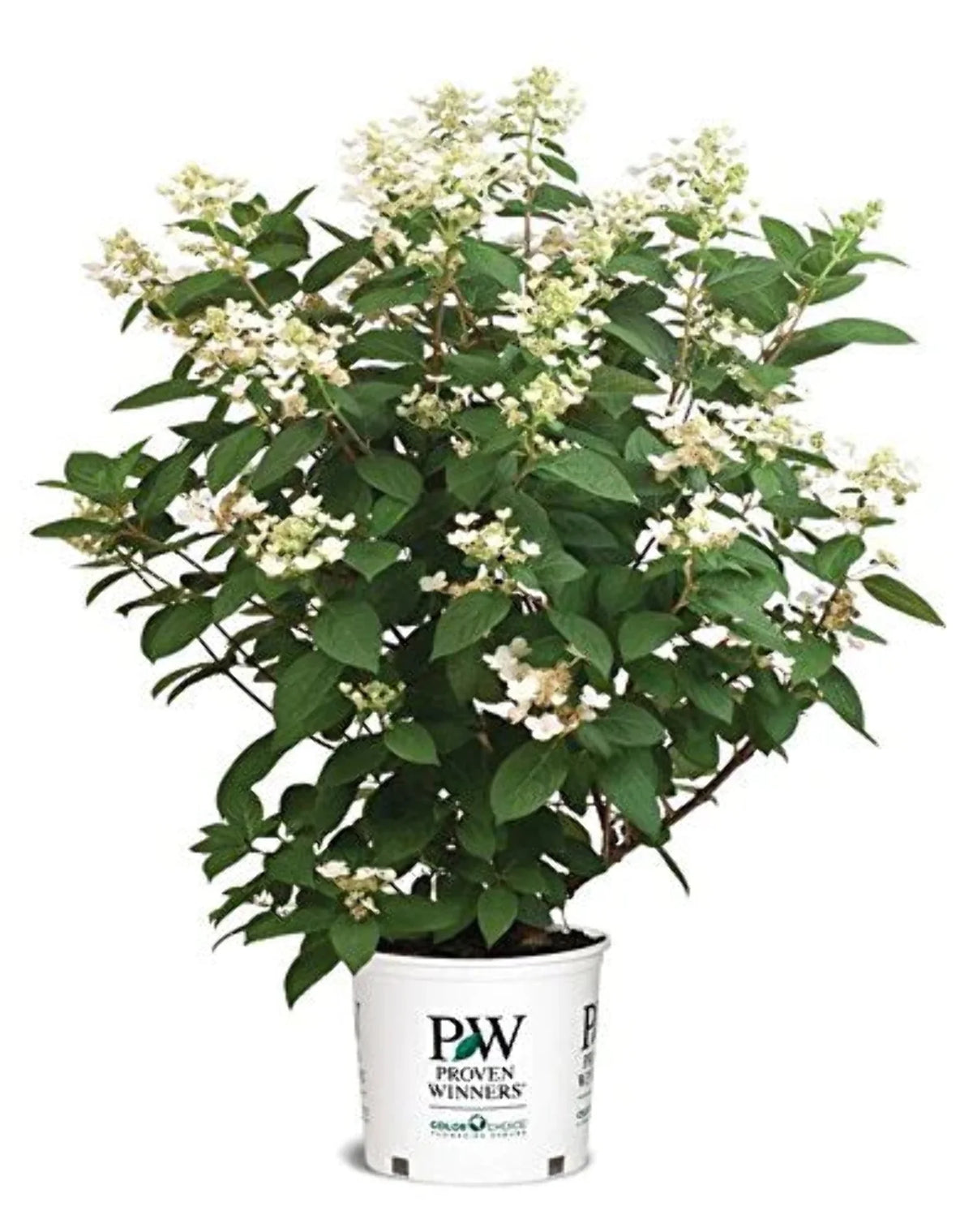 Panicle Hydrangea R574151