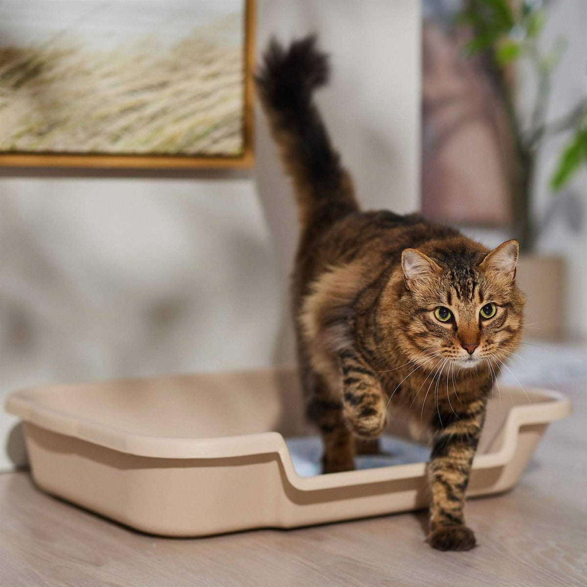 Senior Cat Litter Box R2526