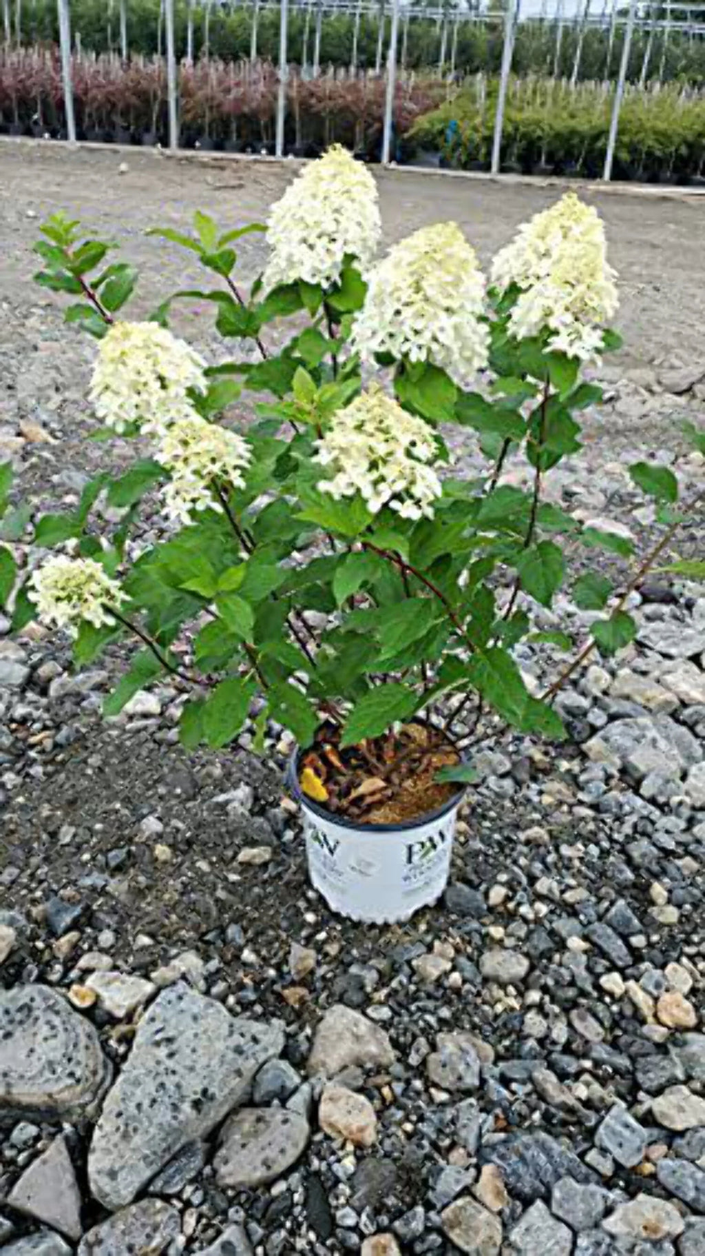 Panicle Hydrangea R574151