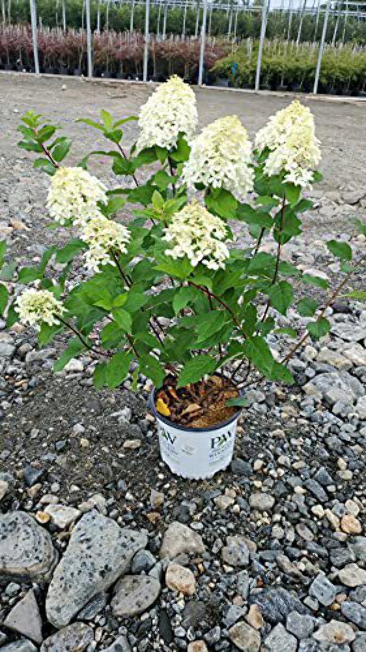 Panicle Hydrangea R574151