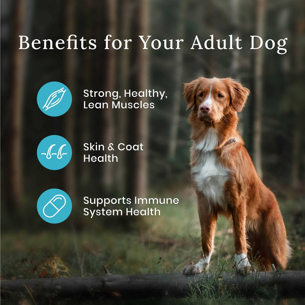 Dog Food W49279