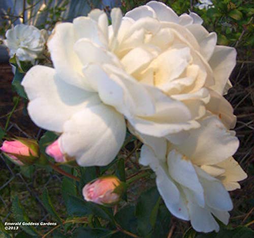 Antique Climbing Rose Starter Size O413919