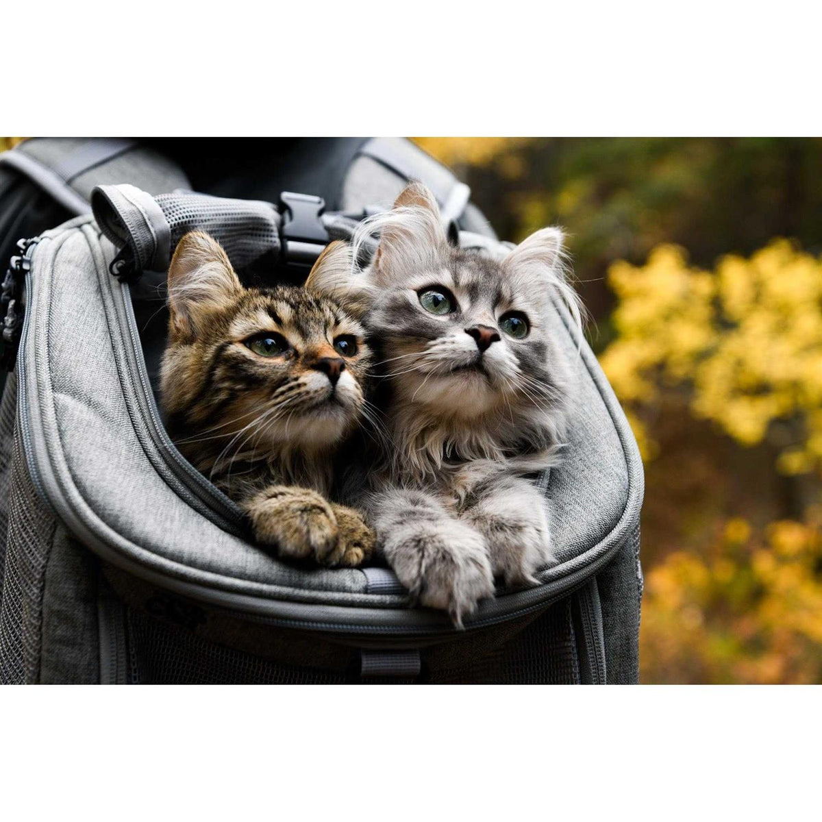 Cat Backpack E75999