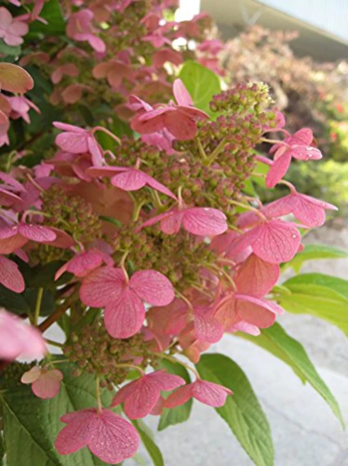 Panicle Hydrangea R574151