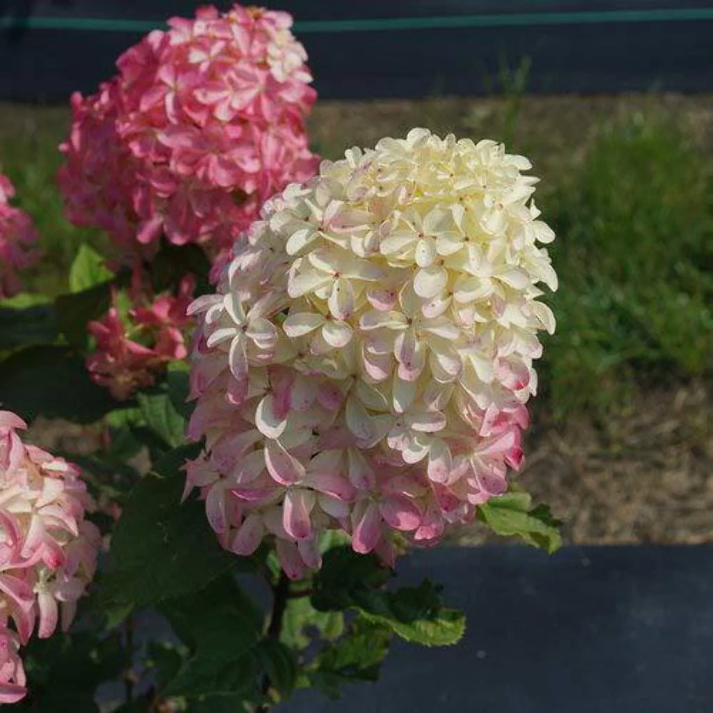 Panicle Hydrangea R574151