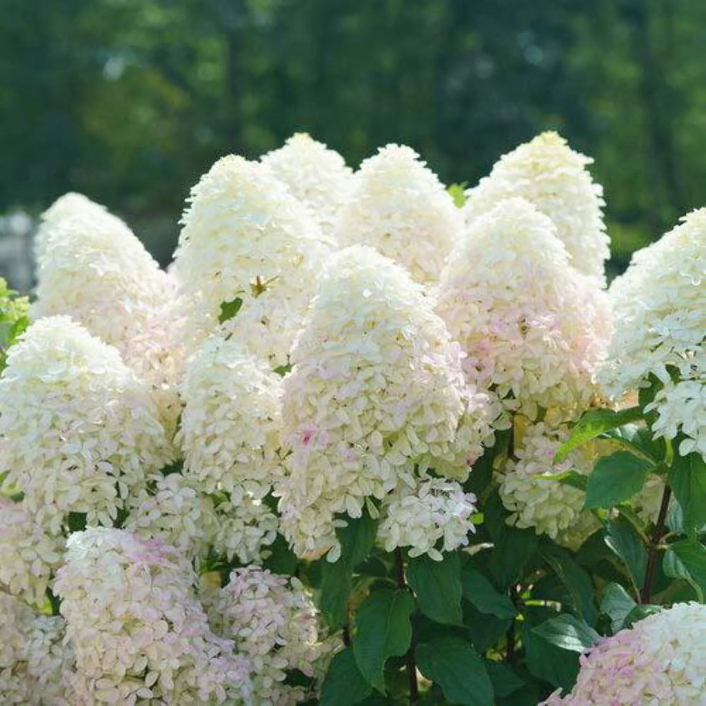 Panicle Hydrangea R574151