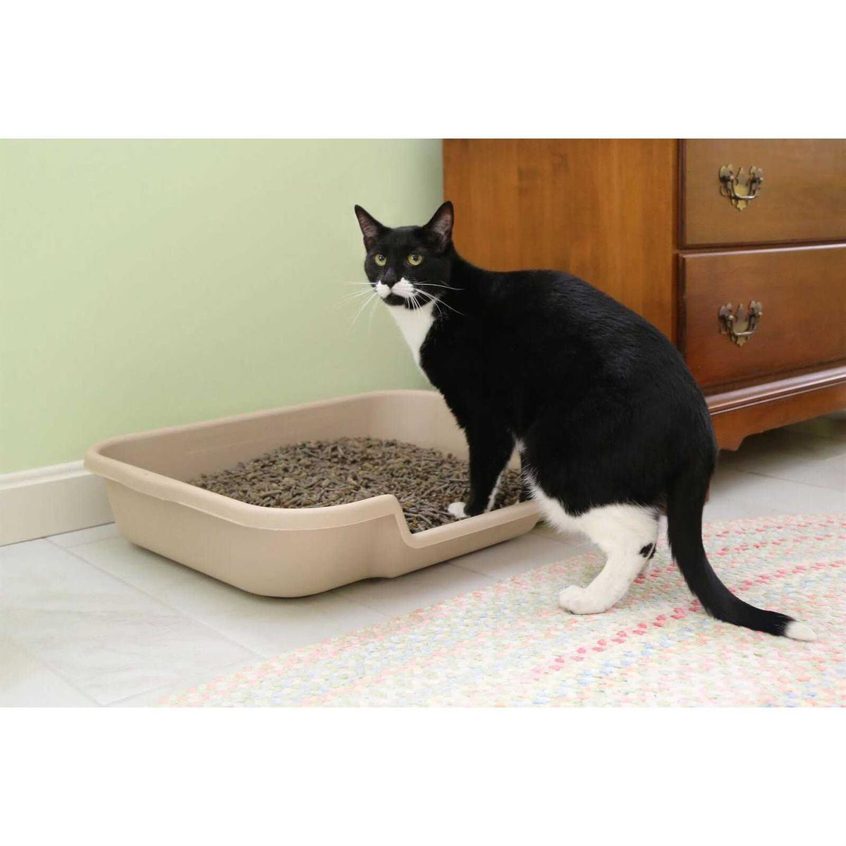 Senior Cat Litter Box R2526
