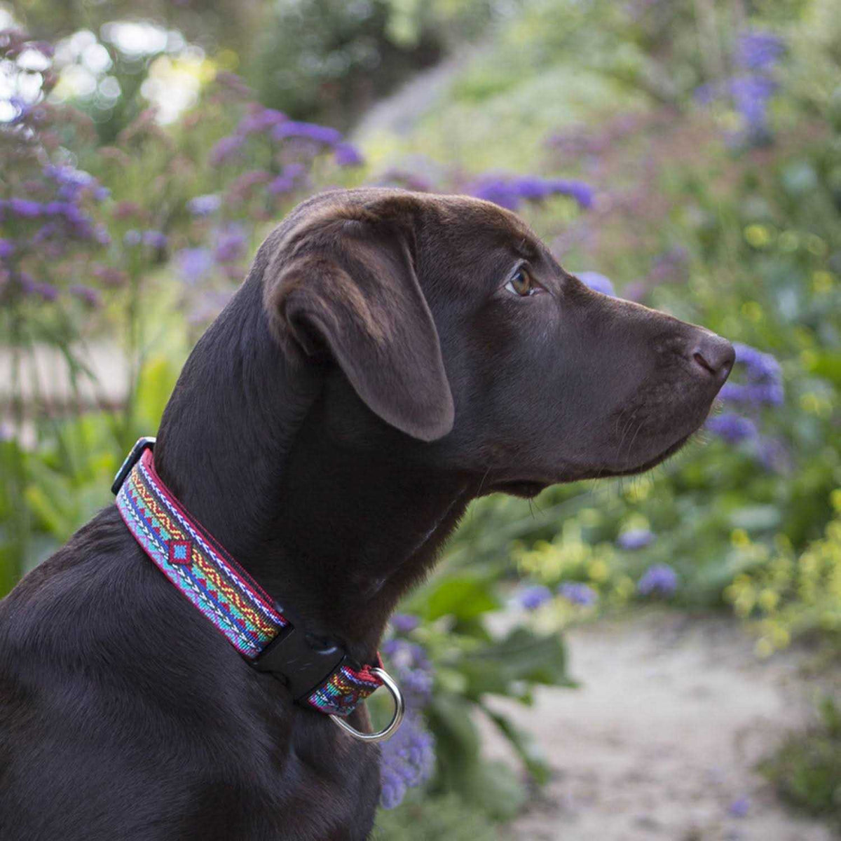 Dog Collar J689487