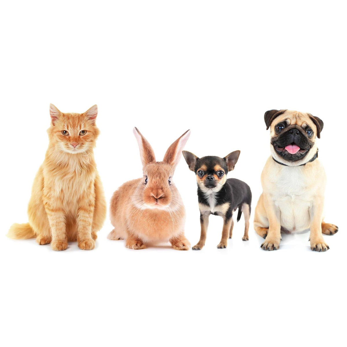 Senior Cat Litter Box R2526
