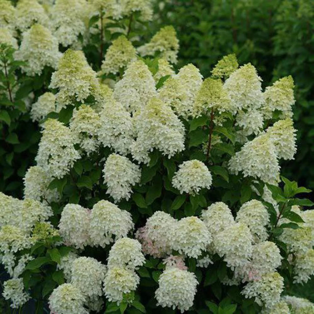 Panicle Hydrangea R574151
