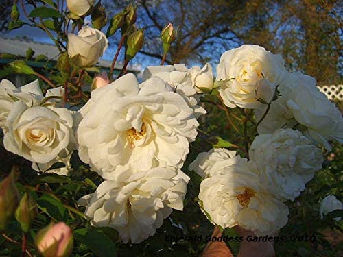 Antique Climbing Rose Starter Size O413919